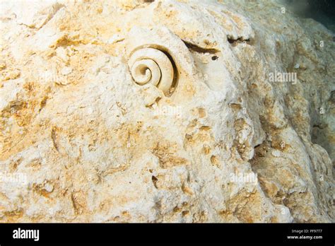 fosiles de caracol